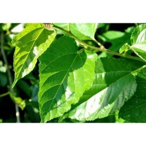 Chiết xuất dâu tằm (Mulberry leaf Extract)