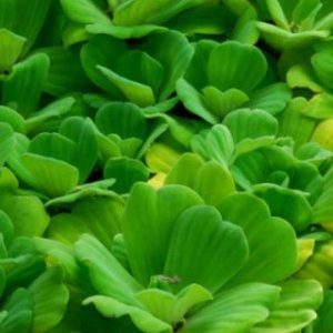 Chiết xuất bèo cái (Shellflower extract)