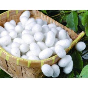 Chiết xuất kén tằm (Silkworm Cocoon Extract)