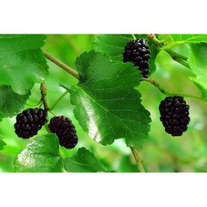 Chiết xuất dâu tằm (Mulberry leaf Extract)