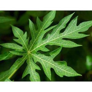 Chiết xuất lá đu đủ (Papaya leaf extract)