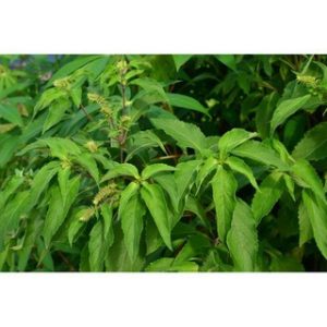 Chiết xuất hương nhu (Holy basil extract)