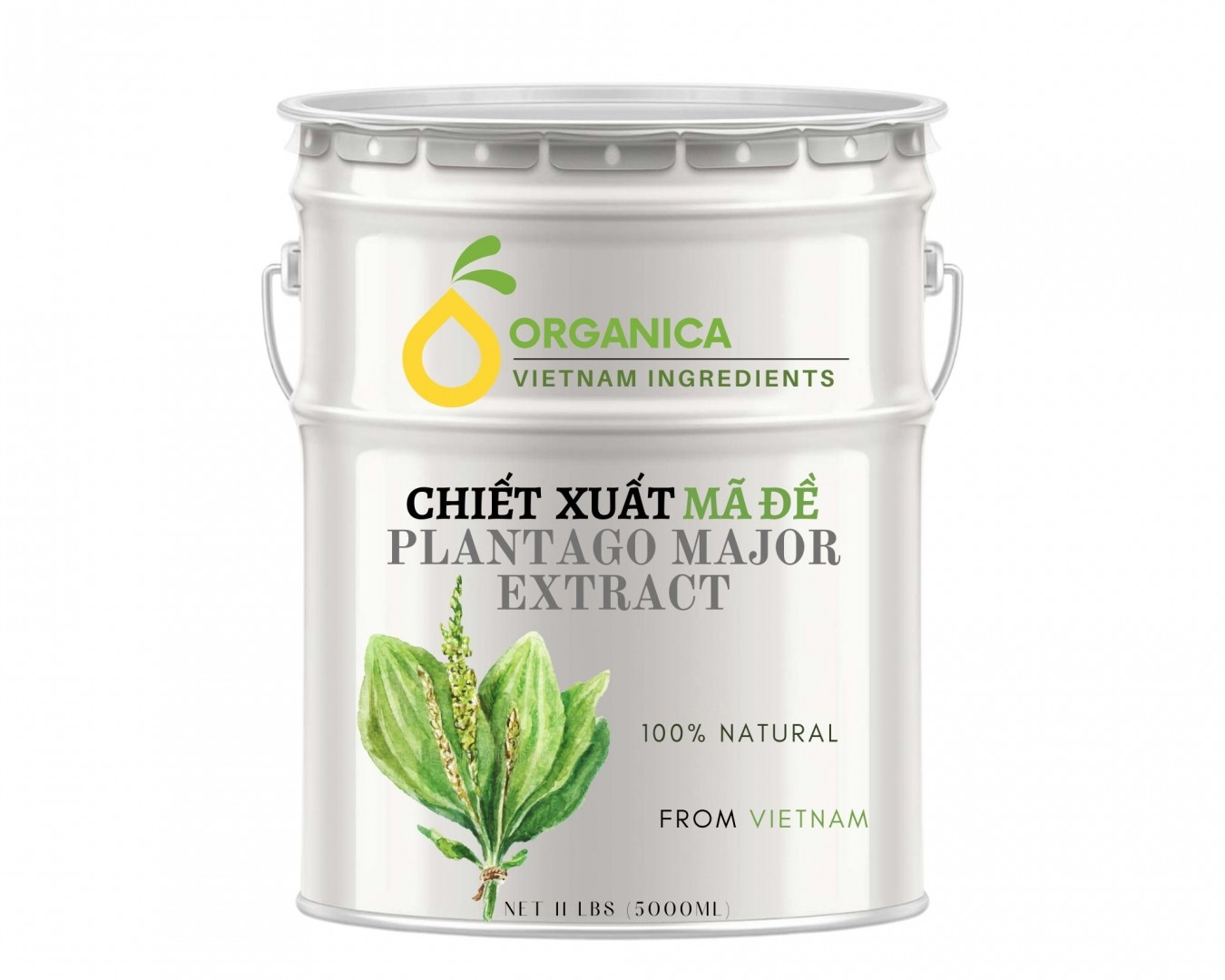 Chiết xuất mã đề (Plantago major extract)