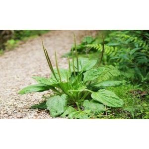 Chiết xuất mã đề (Plantago major extract)