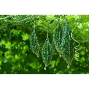 Chiết xuất khổ qua (Bitter Melon Extract)