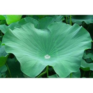 Chiết xuất lá sen (Lotus leaf extract)