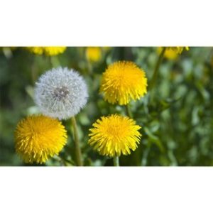 Chiết xuất bồ công anh (Dandelion extract)