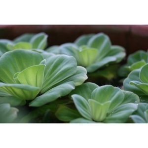 Chiết xuất bèo cái (Shellflower extract)