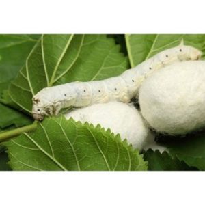 Chiết xuất kén tằm (Silkworm Cocoon Extract)