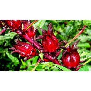 Chiết xuất hoa atiso đỏ (Roselle flower extract)