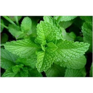 Chiết xuất bạc hà (Peppermint extract)