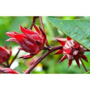 Chiết xuất hoa atiso đỏ (Roselle flower extract)