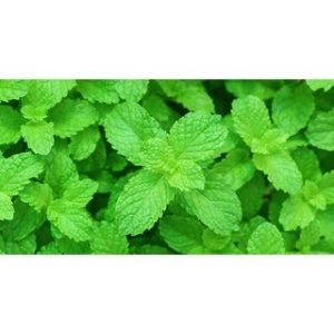 Chiết xuất bạc hà (Peppermint extract)