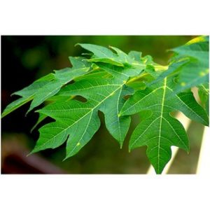 Chiết xuất lá đu đủ (Papaya leaf extract)