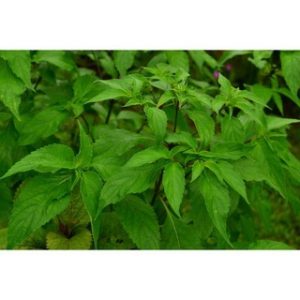 Chiết xuất hương nhu (Holy basil extract)