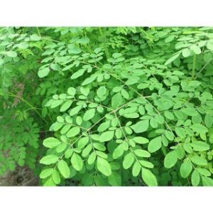 Chiết xuất lá chùm ngây (Moringa oleifera extract)