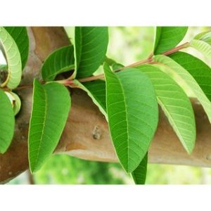 Chiết xuất lá ổi (Guava leaf extract)